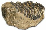 Fossil Woolly Mammoth Lower M Molar - Poland #370400-5